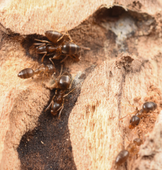 Technomyrmex gibbosus