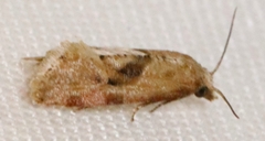 Cochylis