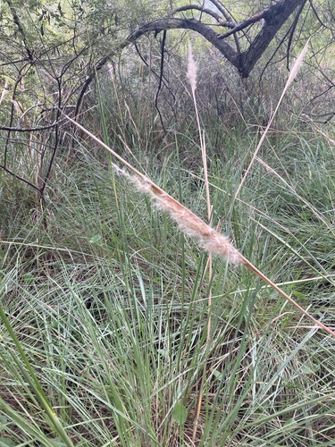 Saccharum angustifolium (Saccharum angustifolium)