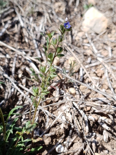 Breckland Speedwell