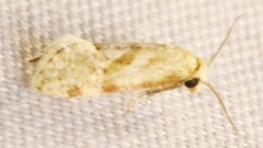 Cochylis