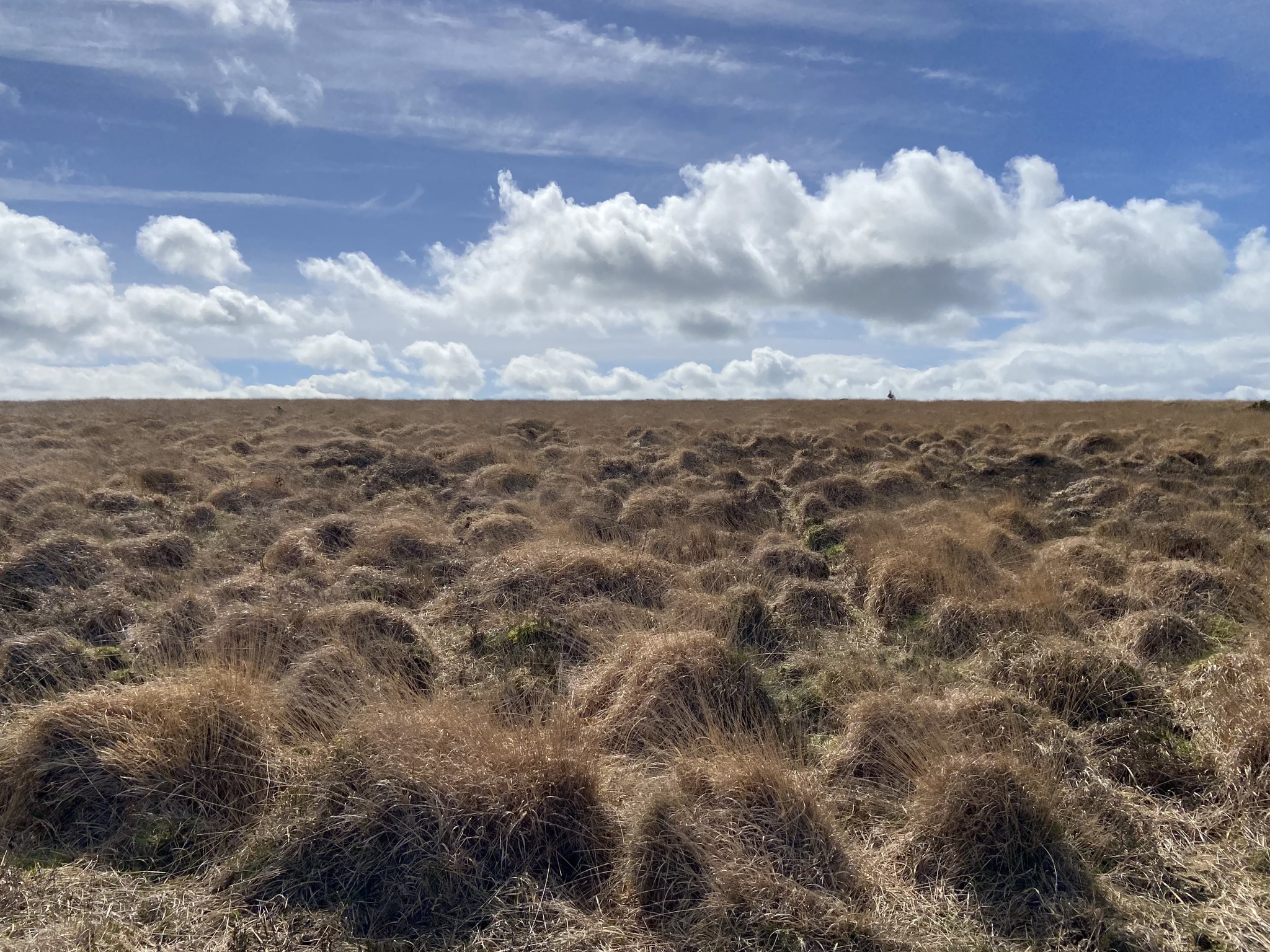 Purple Moorgrass (Molinia caerulea)