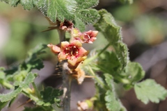 Ribes montigenum