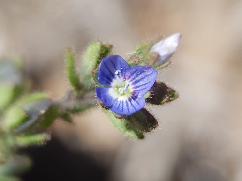 Breckland Speedwell (Veronica praecox)