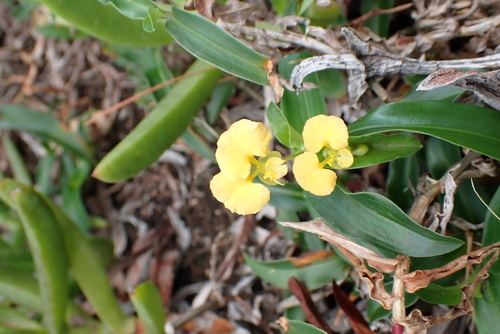 African Yellow Dayflower (Commelina africana)