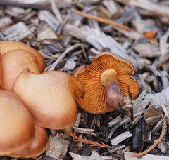 Gymnopilus dilepis