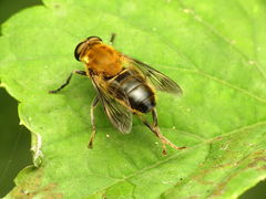 Pterallastes thoracicus