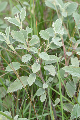 Hermannia althaeifolia, photograph 5