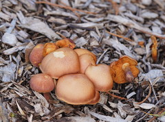 Gymnopilus dilepis