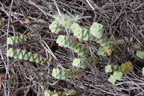 Foto de Crassula