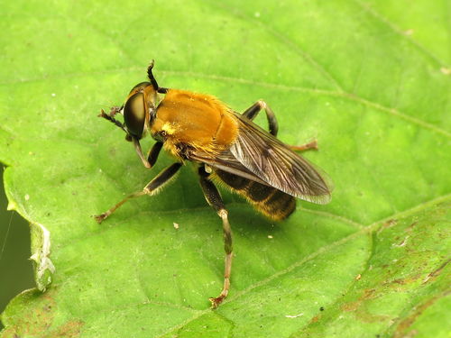 Goldenback photo 4