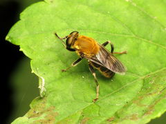 Pterallastes thoracicus