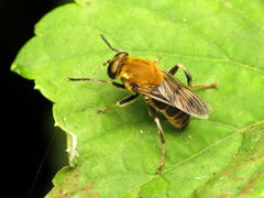 Pterallastes thoracicus