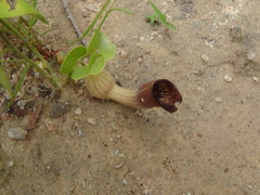 Aristolochia lutescens