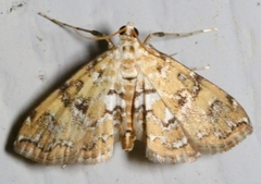 Elophila nebulosalis