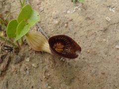 Aristolochia lutescens