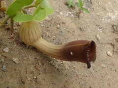 Aristolochia lutescens