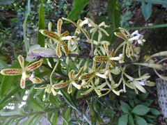 Epidendrum cristatum