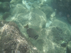 Acanthurus leucopareius
