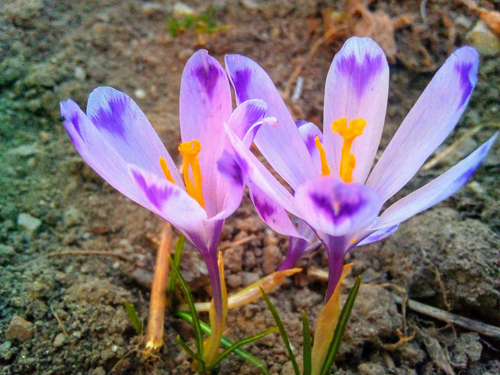 Crocus heuffelianus