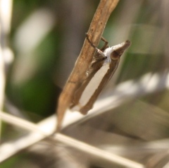 Crambus quinquareatus