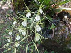 Brassia verrucosa
