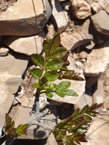 Fraxinus dimorpha