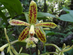 Epidendrum cristatum