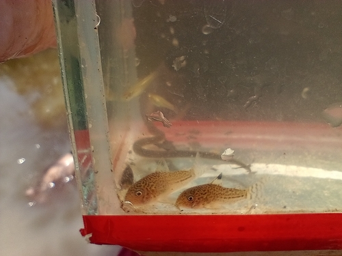 Julii corydoras (Corydoras julii) — Callichthyidae