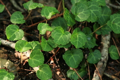 Pyrola renifolia