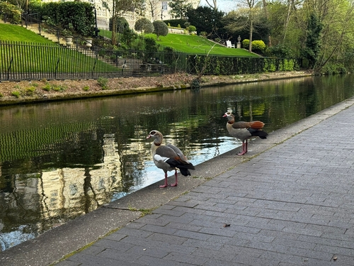 iNaturalist: (c) yash_bot, some rights reserved (CC BY-NC) iNaturalist image