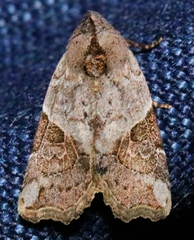 Gonodes liquida