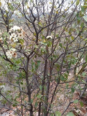 Cordia sonorae