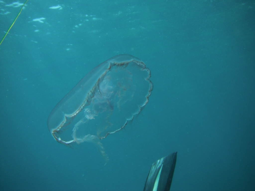 Southern Moon Jelly