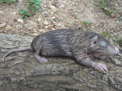 Heterogeomys hispidus