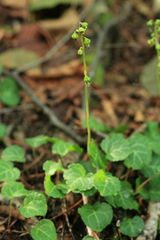 Pyrola renifolia