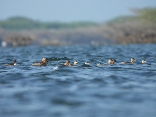 iNaturalist: (c) Karan Thakkar, some rights reserved (CC BY-NC), uploaded by Karan Thakkar iNaturalist image