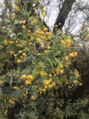 Berberis haematocarpa