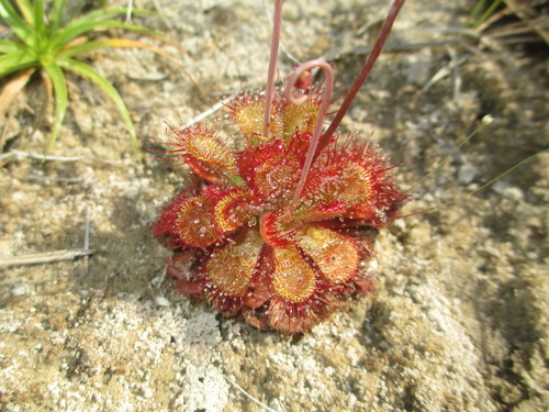 Drosera sessilifolia