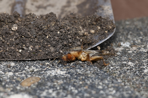 European Mole Cricket, Alkmaar, Netherlands, photo 8 of 10