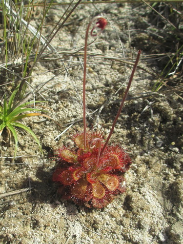 Drosera sessilifolia