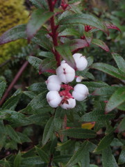 Gaultheria hispida