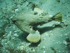 Ogcocephalus cubifrons