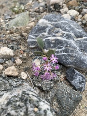 Abronia villosa