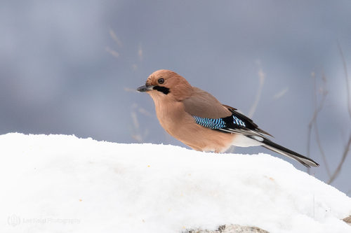 Eurasian Jay