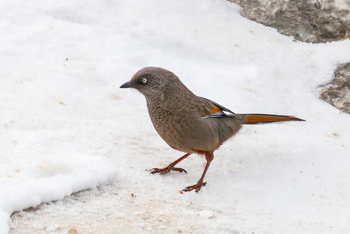 Elliot's Laughingthrush