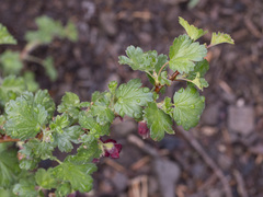 Ribes roezlii roezlii