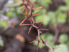 Ribes roezlii roezlii