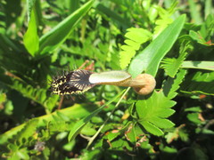 Aristolochia robertii
