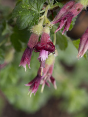 Ribes roezlii roezlii